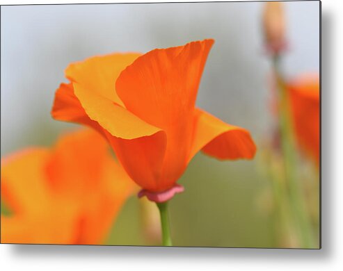 Flower Metal Print featuring the photograph California State Poppy Macro by Brandon Bourdages