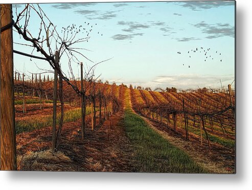 Vineyard Metal Print featuring the photograph California Vineyard In Winter by Glenn McCarthy Art and Photography