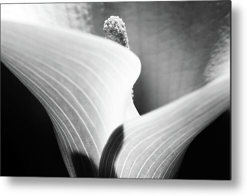 Monochrome Metal Print featuring the photograph Calla Lily by Stelios Kleanthous