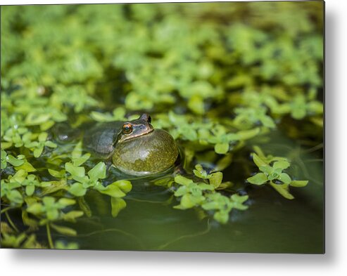 Courtship Metal Print featuring the photograph Calling Treefrog by Robert Potts