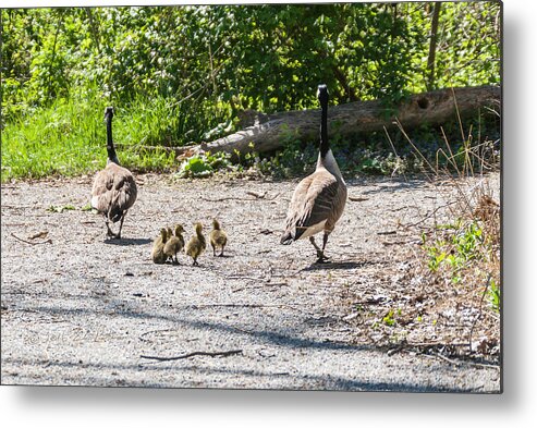 Heron Heaven Metal Print featuring the photograph Canada Geese Family Walk by Ed Peterson