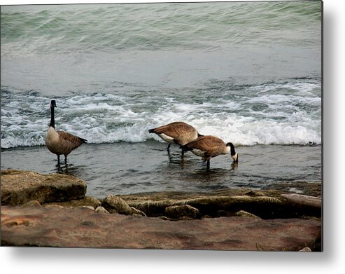Nature Metal Print featuring the photograph Canada Geese Feeding by Kathleen Stephens