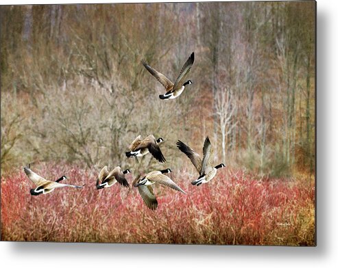 Canada Geese Metal Print featuring the photograph Canada Geese In Flight by Christina Rollo
