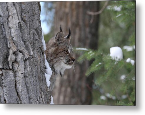 Animal Metal Print featuring the photograph Canada Lynx 0954 by Teresa Wilson