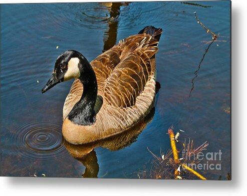 Wildlife Metal Print featuring the photograph Canadian male goose posing by Claudia M Photography