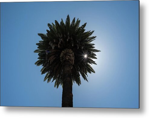Palm Metal Print featuring the photograph Date Palm Starburst by Richard White