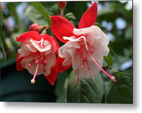  Metal Print featuring the photograph Candy Cane Fuchsias by Tammy Pool