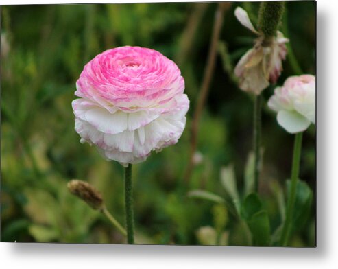 Candy Stripe Metal Print featuring the photograph Candy Stripe Ranunculus by Colleen Cornelius