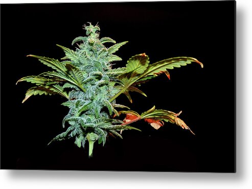 Weed Metal Print featuring the photograph Weed by Stuart Harrison