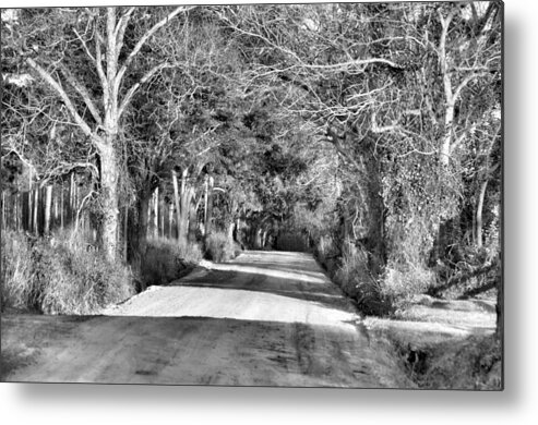 Landscapes Metal Print featuring the photograph Canopy Clay Road by Jan Amiss Photography