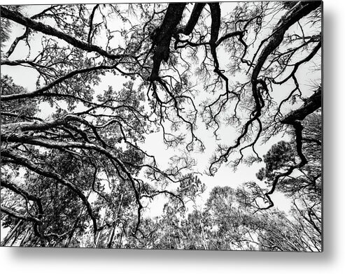 Island Metal Print featuring the photograph Canopy by Ray Silva