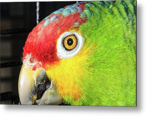 Red-lored Amazon Parrot Green Bird Red Yellow Red Eye Beak Macro Metal Print featuring the photograph Can't You See I'm Eating? by Robert Culver
