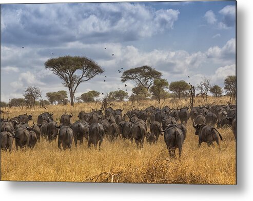 African Buffalo Metal Print featuring the tapestry - textile Cape Buffalo Herd by Kathy Adams Clark