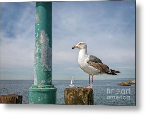Seagull Metal Print featuring the photograph Captivating by Becqi Sherman