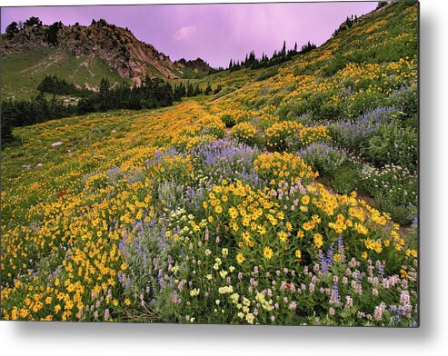 Utah Metal Print featuring the photograph Cardiff Pass Sunset and Wildflowers - Alta, Utah by Brett Pelletier