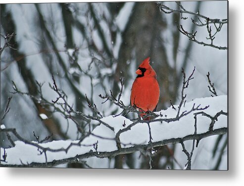 Cardinal Metal Print featuring the photograph Cardinal and snow by Michael Peychich