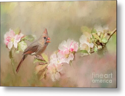 Bird Metal Print featuring the photograph Cardinal Delight by Pam Holdsworth