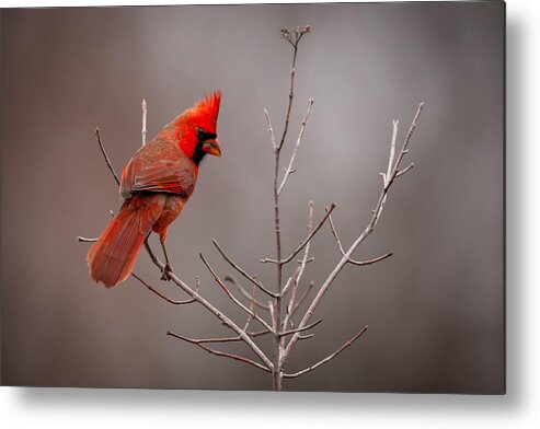 Nature Metal Print featuring the photograph Cardinal Looks Back by Jeff Phillippi
