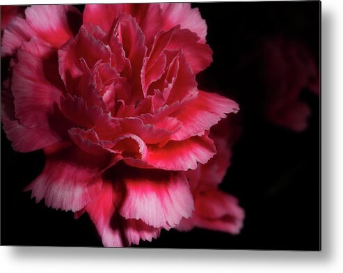 Carnation Metal Print featuring the photograph Carnation Series 5 by Mike Eingle