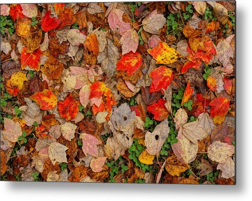  Metal Print featuring the photograph Carpet by Rodney Lee Williams