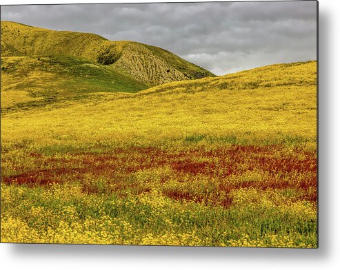 Blm Metal Print featuring the photograph Carrizo Plain Super Bloom 2017 by Peter Tellone