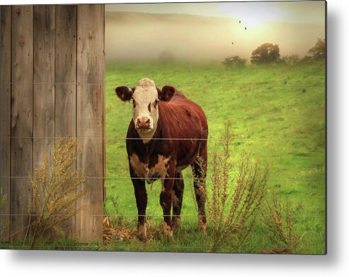 Cow Metal Print featuring the photograph Carsonville Cow 1 by Lori Deiter