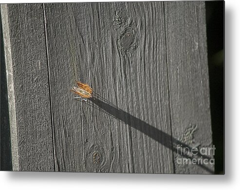 Moth Metal Print featuring the photograph Casting a long shadow by Dan Friend