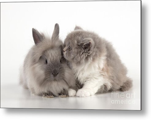 Cat Metal Print featuring the photograph Cat And Rabbit by John Daniels