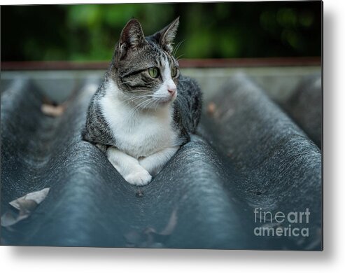 Cat On A Roof Metal Print featuring the photograph Cat in the Cradle by Venura Herath