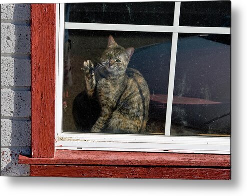 Cat Metal Print featuring the photograph Cat in The Red Window by Joe Palermo