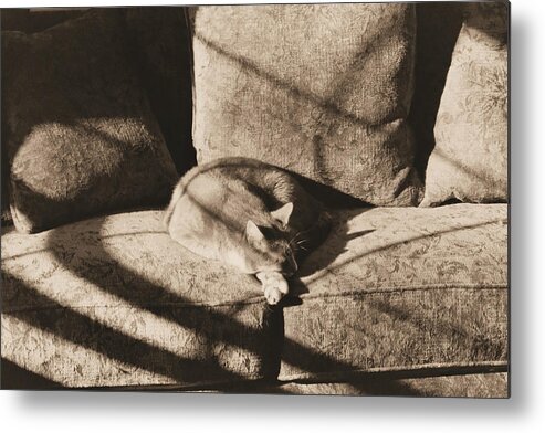Cat Metal Print featuring the photograph Cat Nap by Geoff Jewett