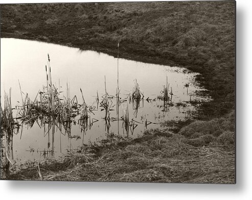  Metal Print featuring the photograph Cat Tail Reflections by Heather Kirk