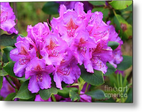 Rhododendrons Metal Print featuring the photograph Catawba Rhododendron in Bloom by Jill Lang