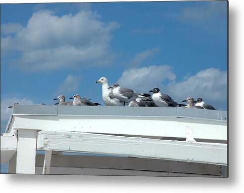 Seagulls Metal Print featuring the photograph Catching Some Rays by Frank Mari