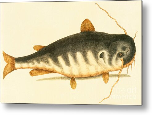 Catfish Metal Print featuring the painting Catfish by Mark Catesby