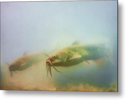 Catfish Metal Print featuring the photograph Cats In The Water by Sue Capuano