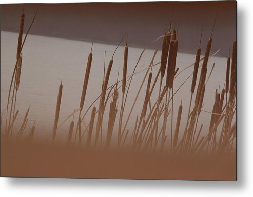 Landscape Metal Print featuring the photograph Cattails by David Bigelow