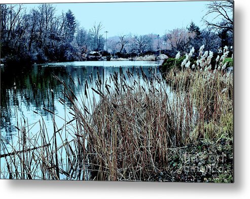 Park Metal Print featuring the photograph Cattails On the Water by Sandy Moulder