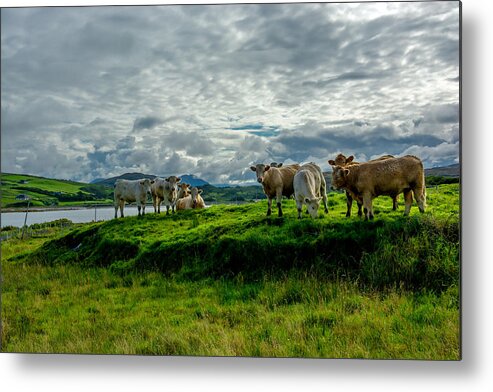 Ireland Metal Print featuring the photograph Cattle On Pasture In Ireland by Andreas Berthold