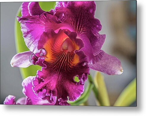 Orchid Metal Print featuring the photograph Cattleya by Alana Thrower