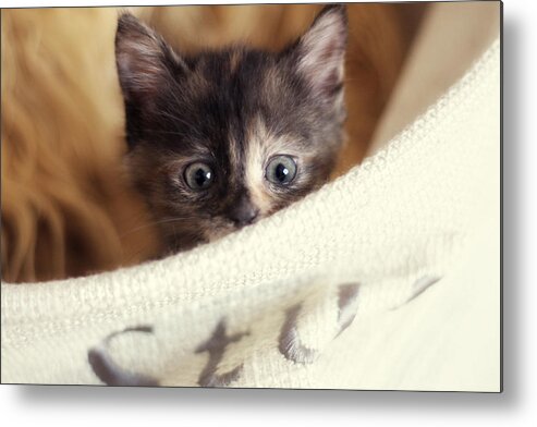 Kitten Art Metal Print featuring the photograph In the Hamper by Amy Tyler