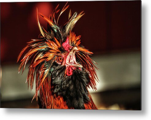 Rooster Metal Print featuring the photograph Something to Crow About by Lynn Sprowl