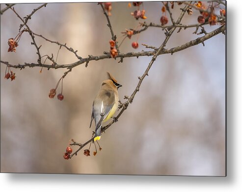 Cedar Waxwing Metal Print featuring the photograph Cedar Waxwing Eating Berries 2014-2 by Thomas Young