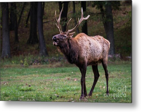 Elk Metal Print featuring the photograph Challenger by Andrea Silies