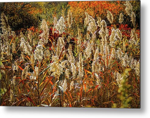 Nature Metal Print featuring the photograph Changing Season by Robert Mitchell