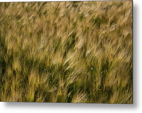 Changing Wheat Metal Print featuring the photograph Changing Wheat by Dylan Punke