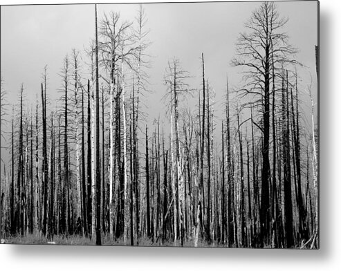 Charred Metal Print featuring the photograph Charred Trees by James BO Insogna