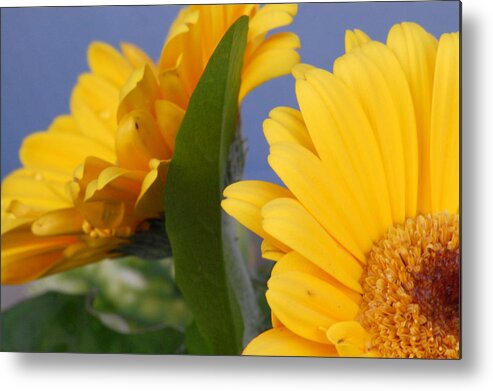 Gerbera Daisy Metal Print featuring the photograph Cheerful Gerbera Daisies by Amy Fose