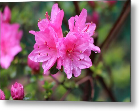 Floral Metal Print featuring the photograph Cheerful Rain by DiDesigns Graphics