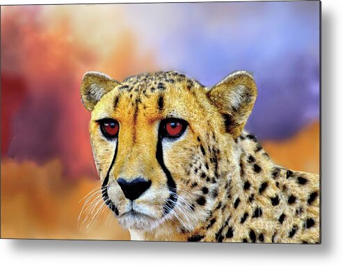 Cheetah Metal Print featuring the photograph Cheetah by Janette Boyd